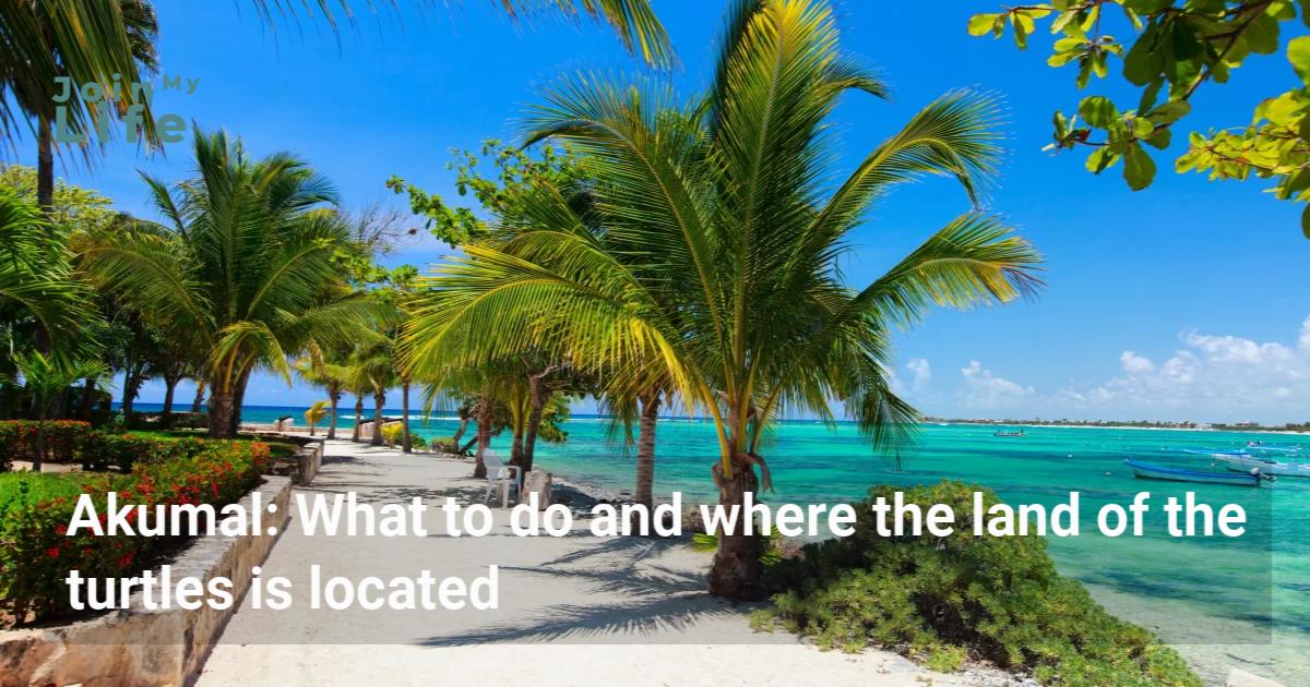 Akumal What to do and where the land of the turtles is located Join my Life